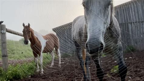 Horse opera .